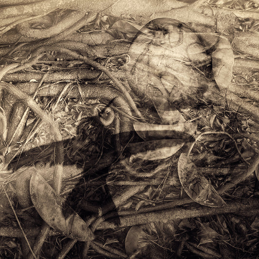 Trapped in Egg Surrounded by Roots